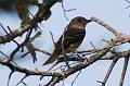 Willow Alder Flycatcher 